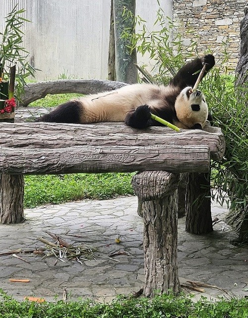 fubao